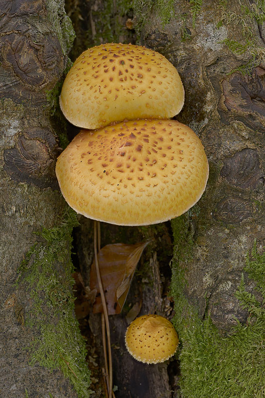 Pholiota adiposa